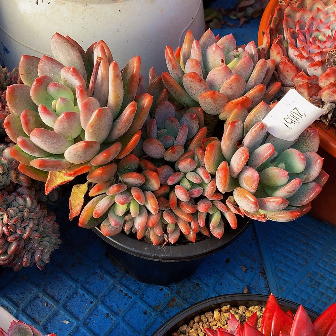 吉***康   灰姑娘多肉20057