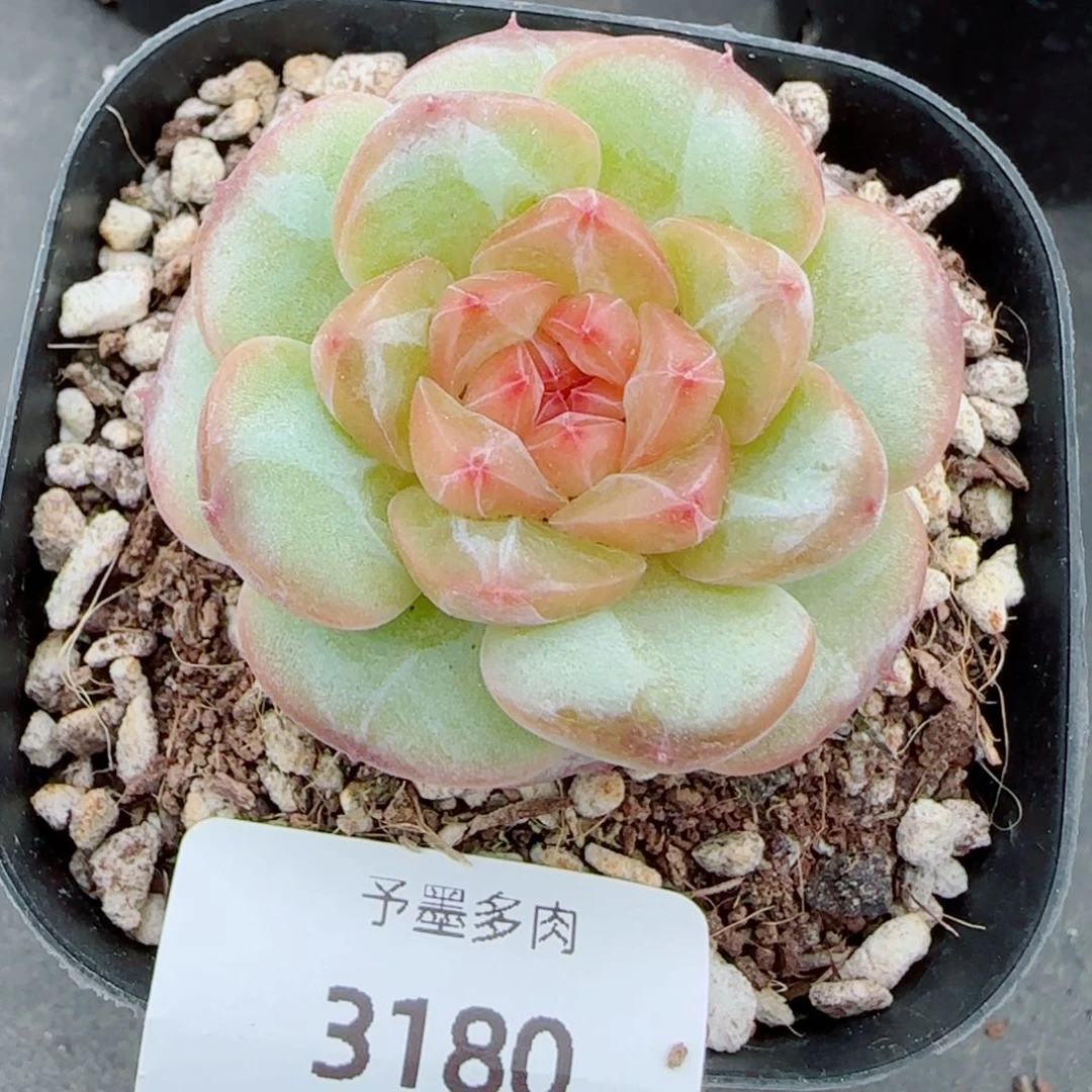 新品，星星，3180多肉植物