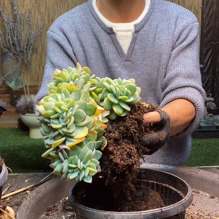 飘***雪362号白凤多肉植物