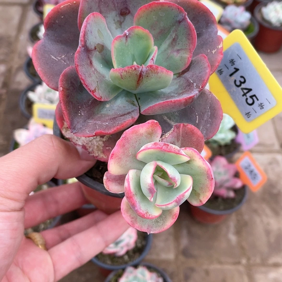 【闪购商品】1345号