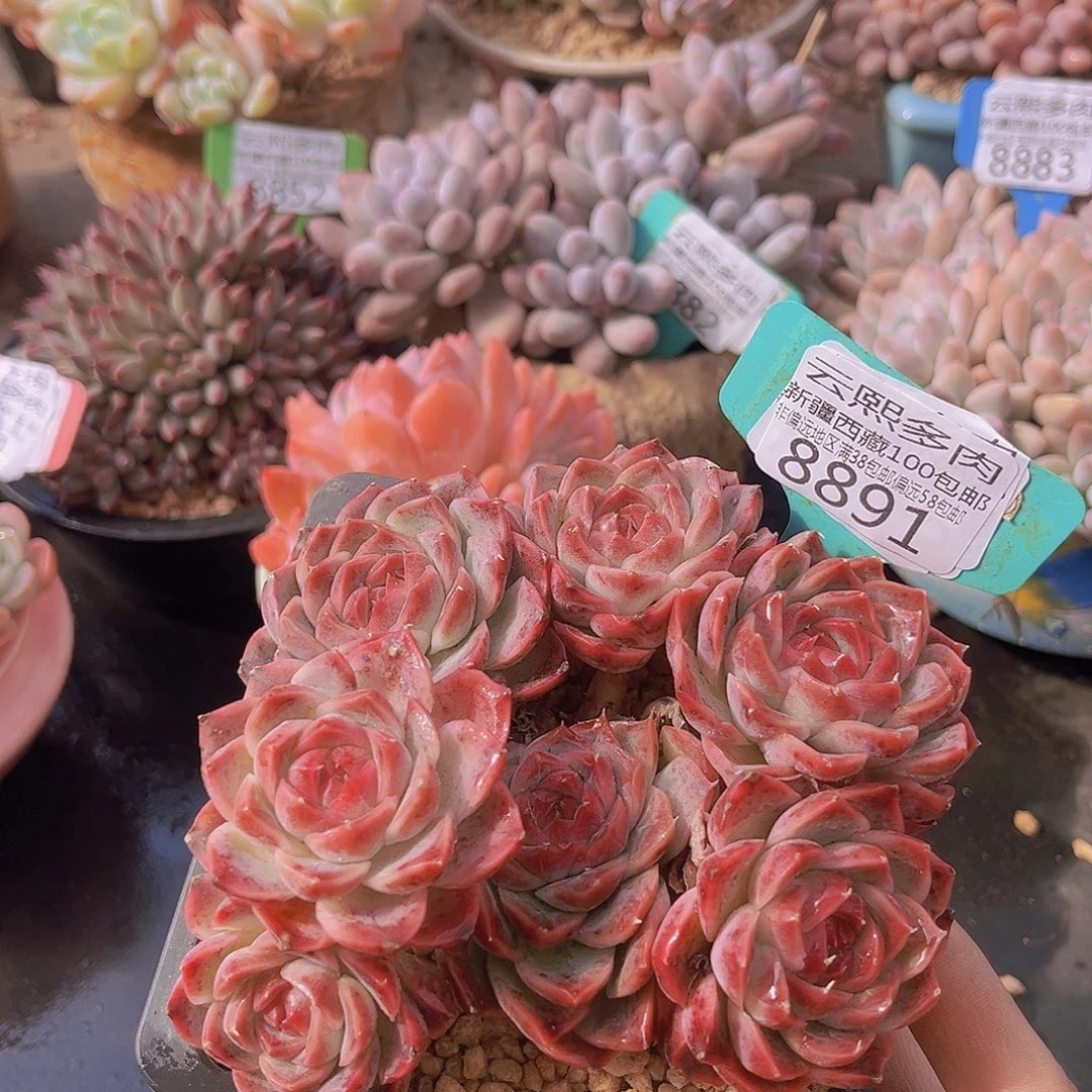 8891菲牡丹多肉植物