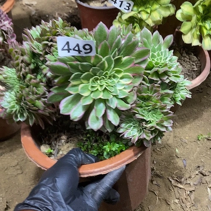 449海王老庄缀化老板子法师