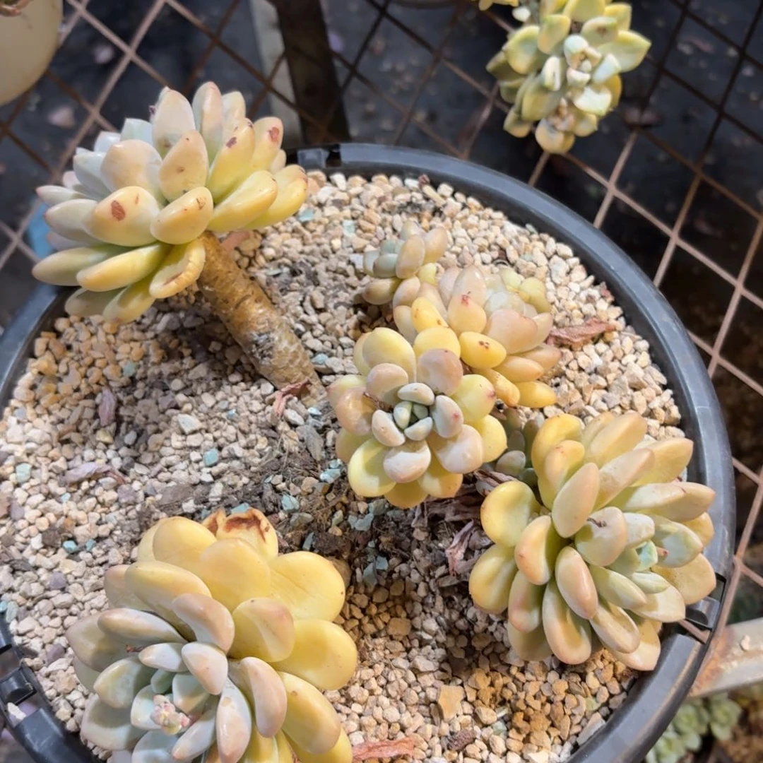 挽**花斑鹿啊啊啊