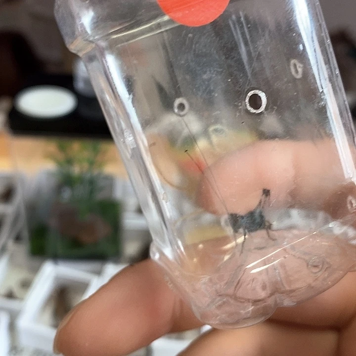 端午节福利蓝精灵一个啊啊啊啊