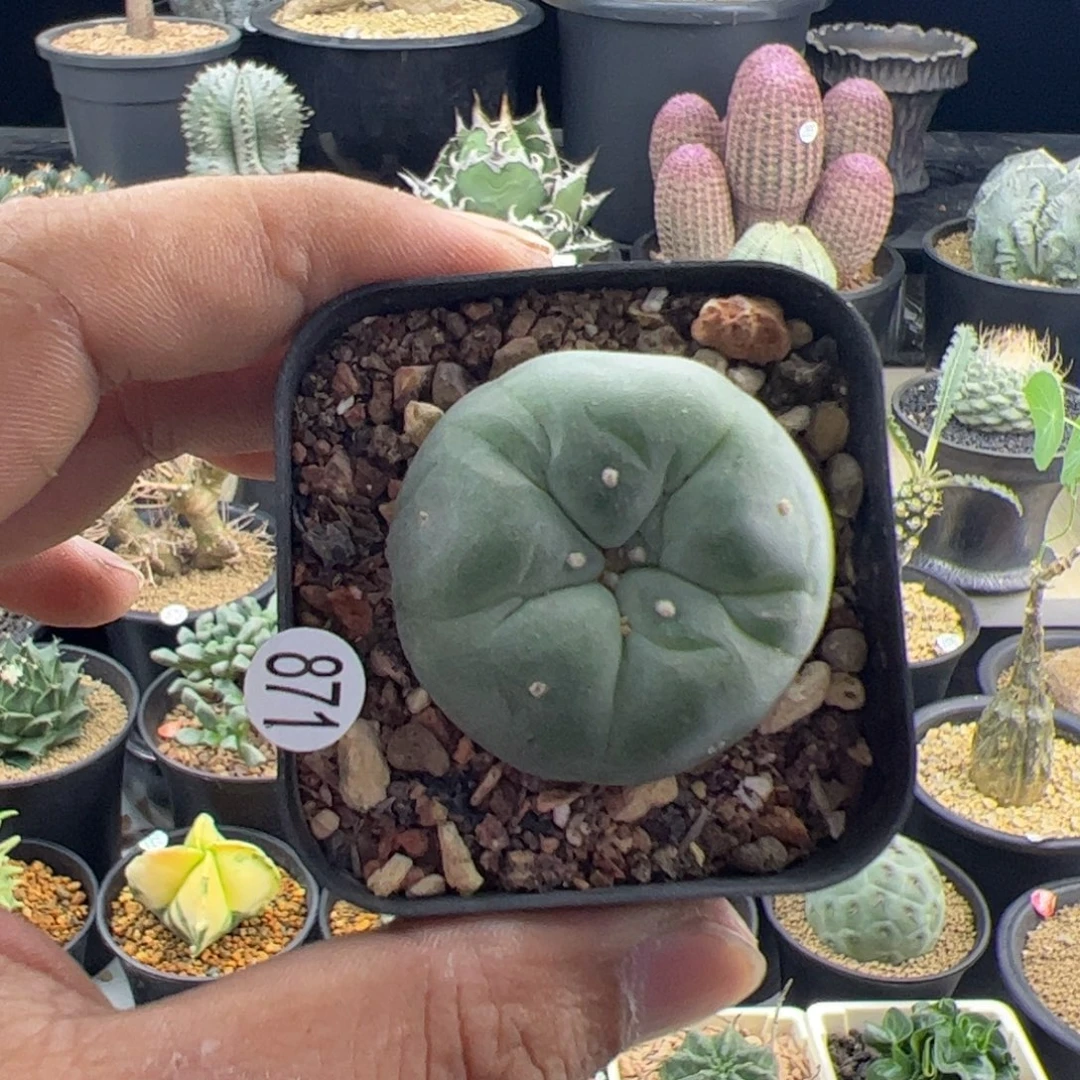草球实生3.6一物一拍