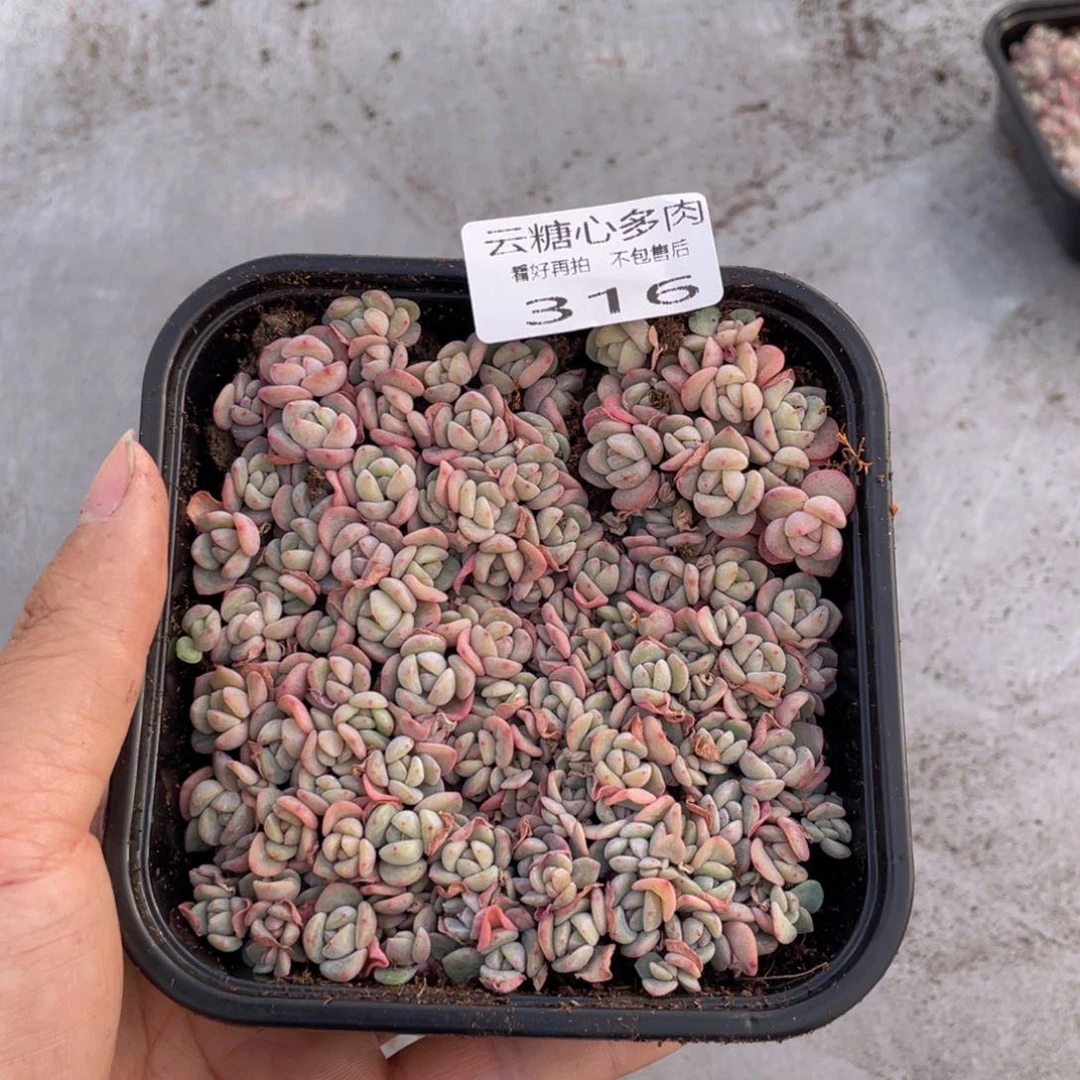 云糖心多肉植物316