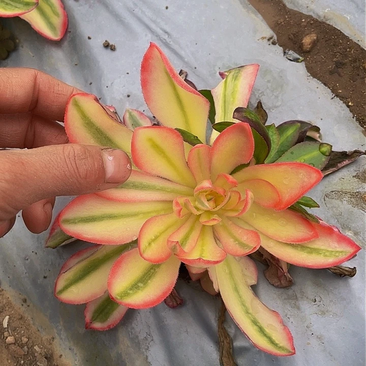 嫣4678男神花了多肉植物