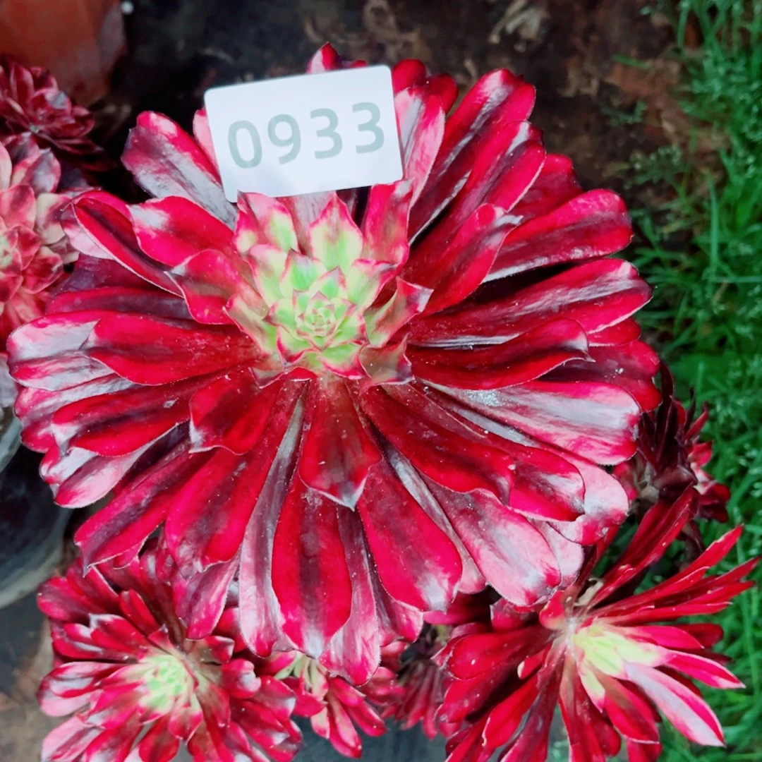 火焰精灵多肉发货