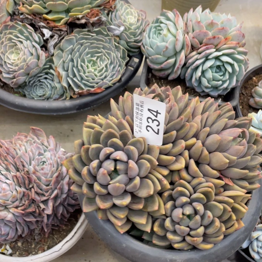 黑大帅多肉234象牙