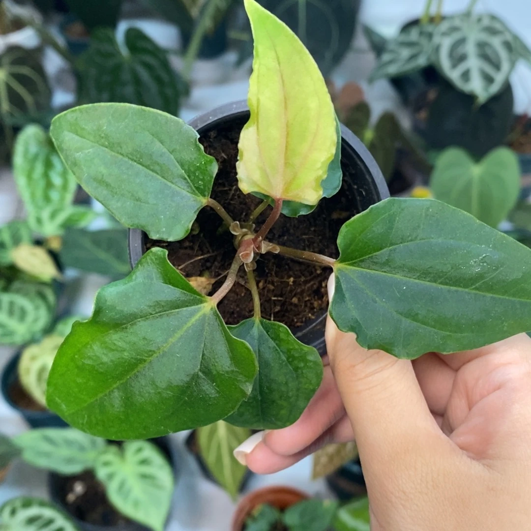 不开花植物戴斯杂黑凤凰