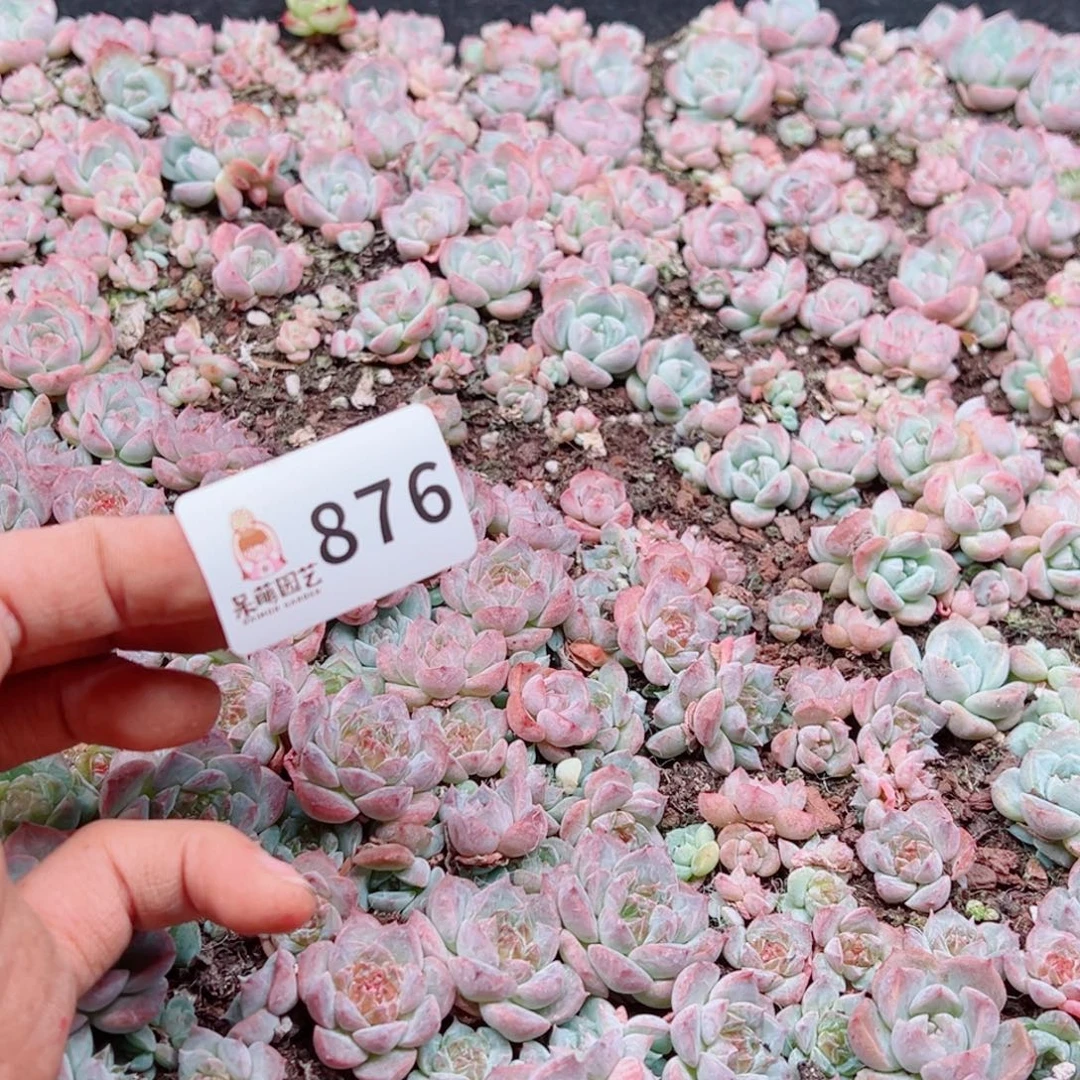 昕***花多肉植物多肉植物