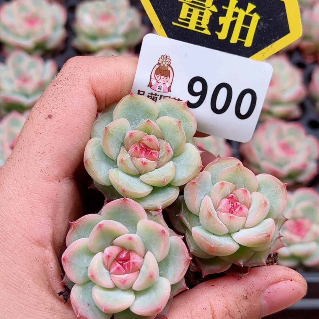 当前无花朵，栽培后可花朵