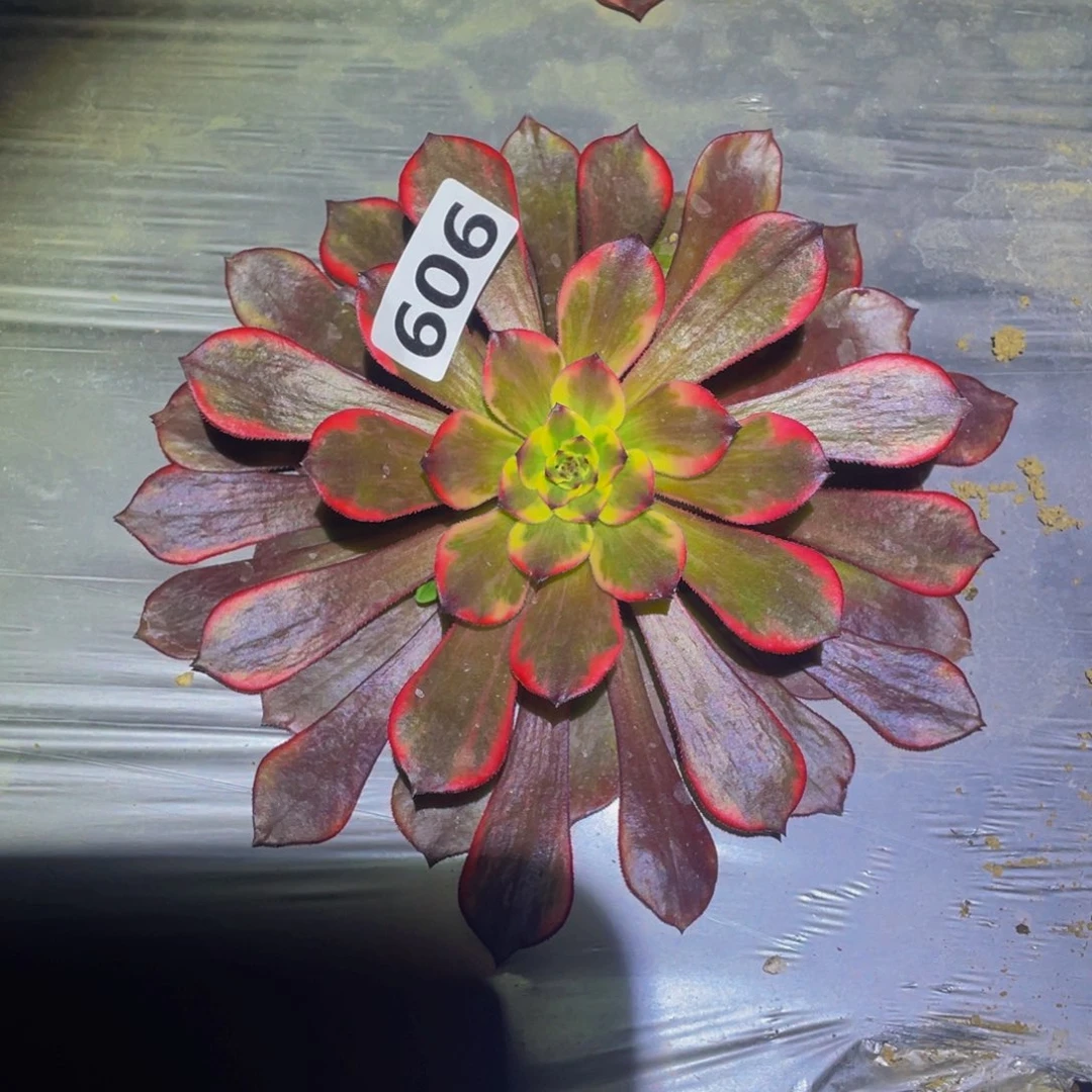 西瓜太郎多肉植物606