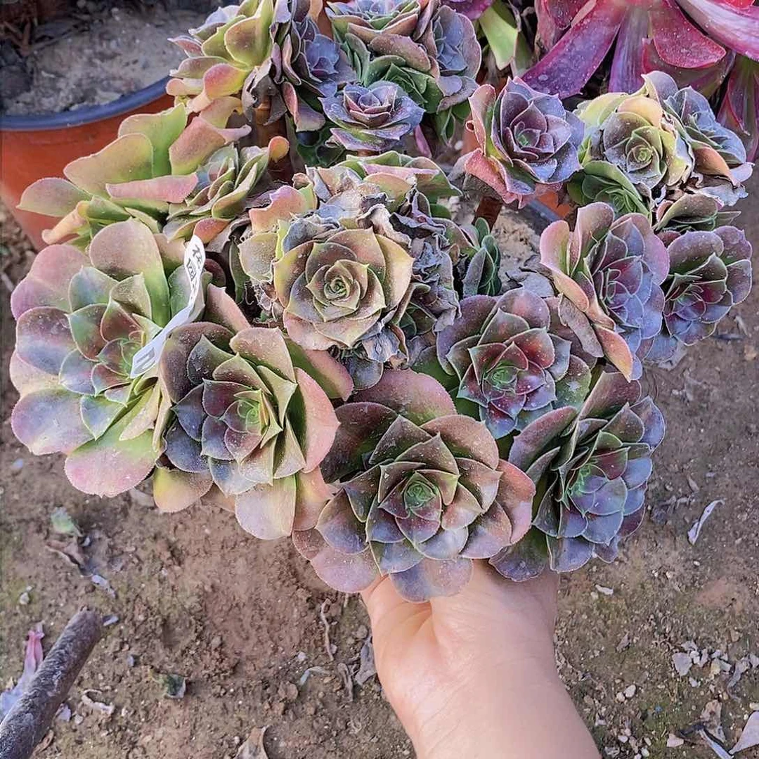 115 号一物一拍多肉植物