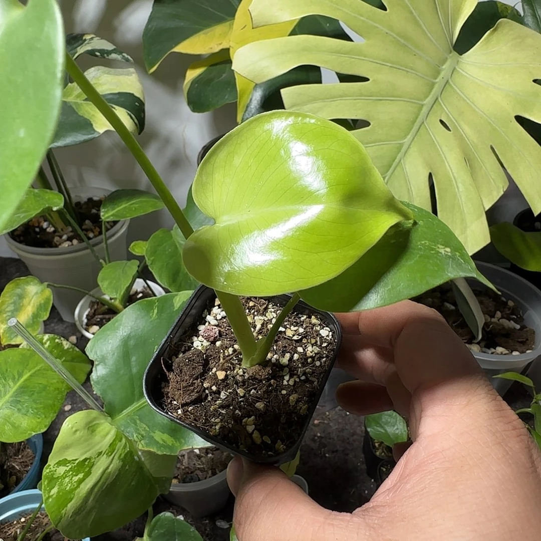 浅***光完全开放龟背竹种子苗