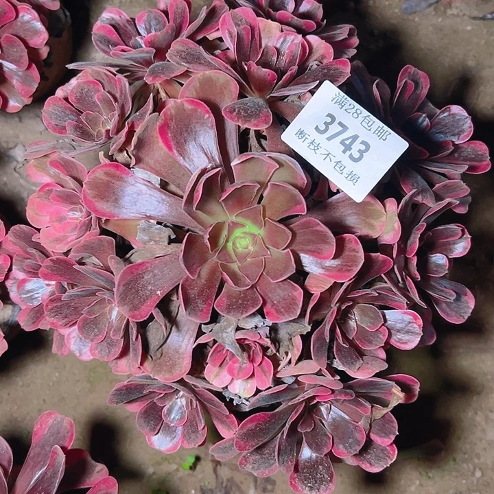3743爱神多肉植物