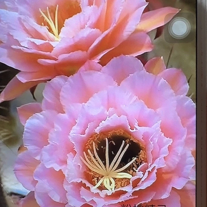 粉桃精灵侧芽5公分左右毛花柱（20包邮）