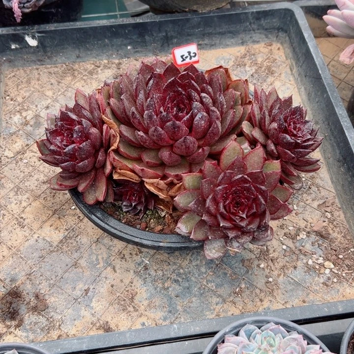 仙****?精品多肉植物老桩