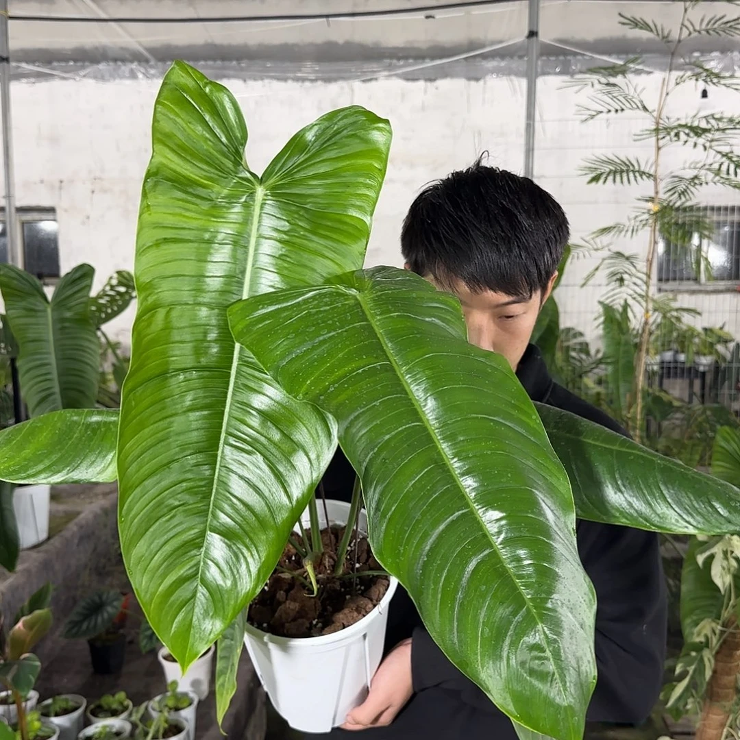 无花朵砂轮蔓绿绒