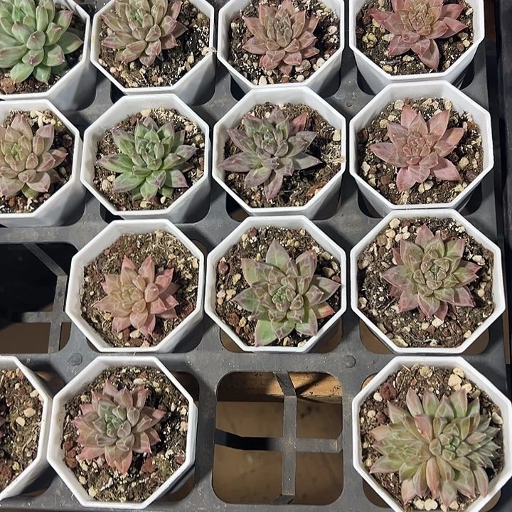 梵高精品多肉植物