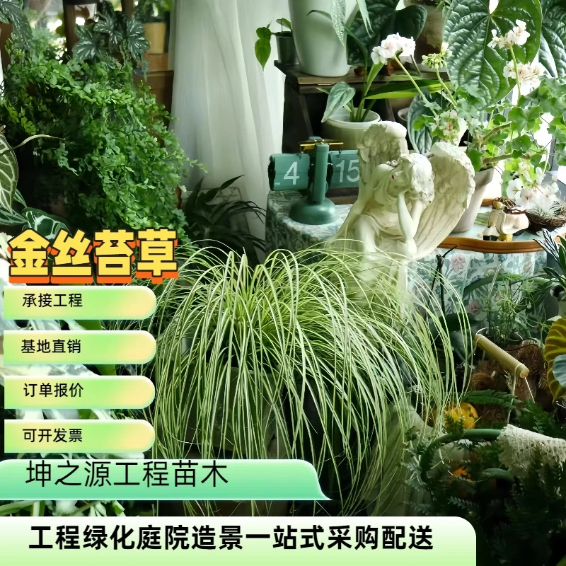 金叶苔草盆栽庭院室外植物多年生耐寒耐热金丝苔草四季