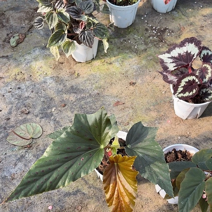 完全开放粉点卢塞纳