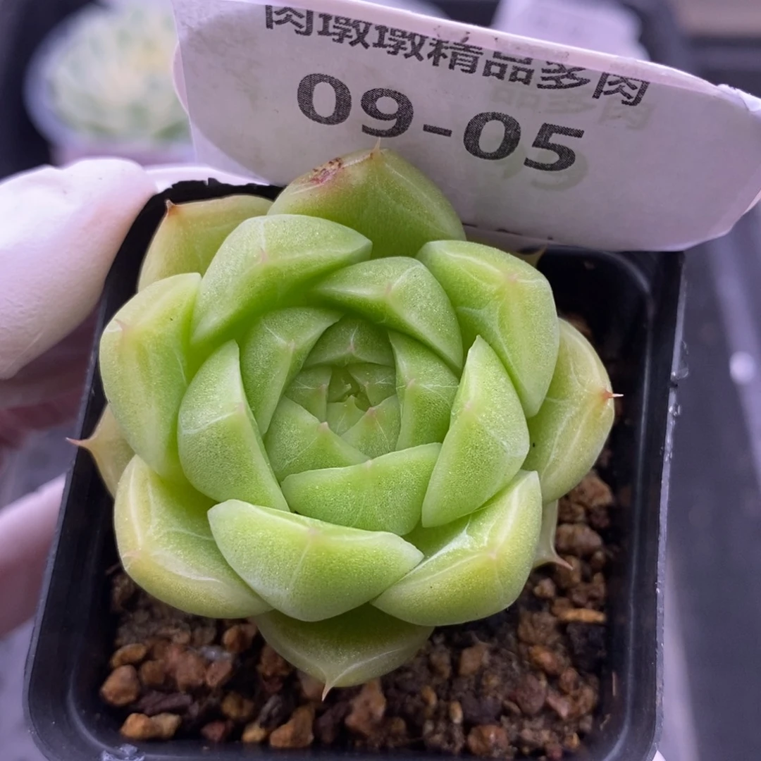 【闪购商品】09-05蟠桃