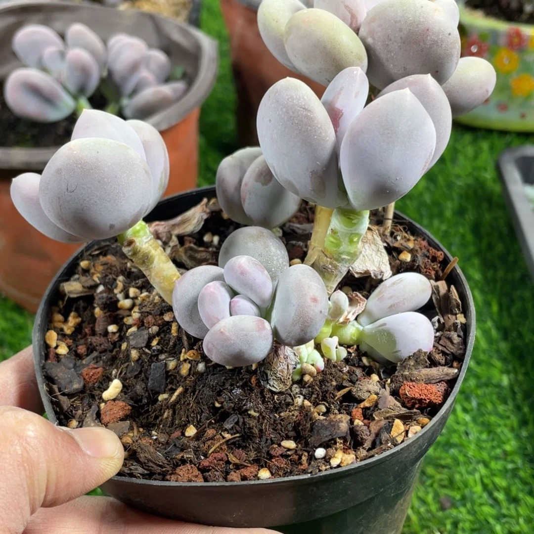 暖*大叶奶酪多肉植物