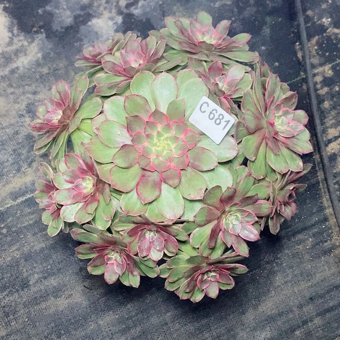 莲花座681多肉11111