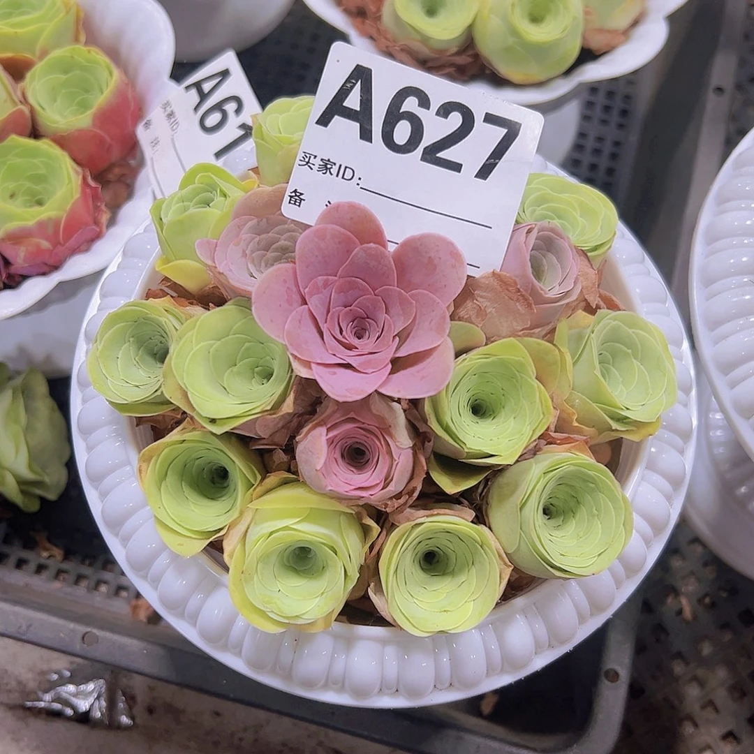 637带盆组好20颗起