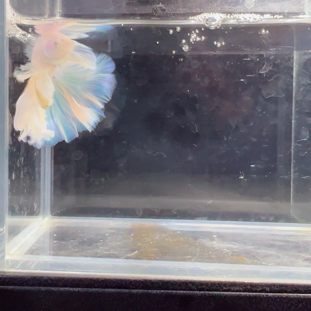 斗鱼浅色仙仙裙特殊尾