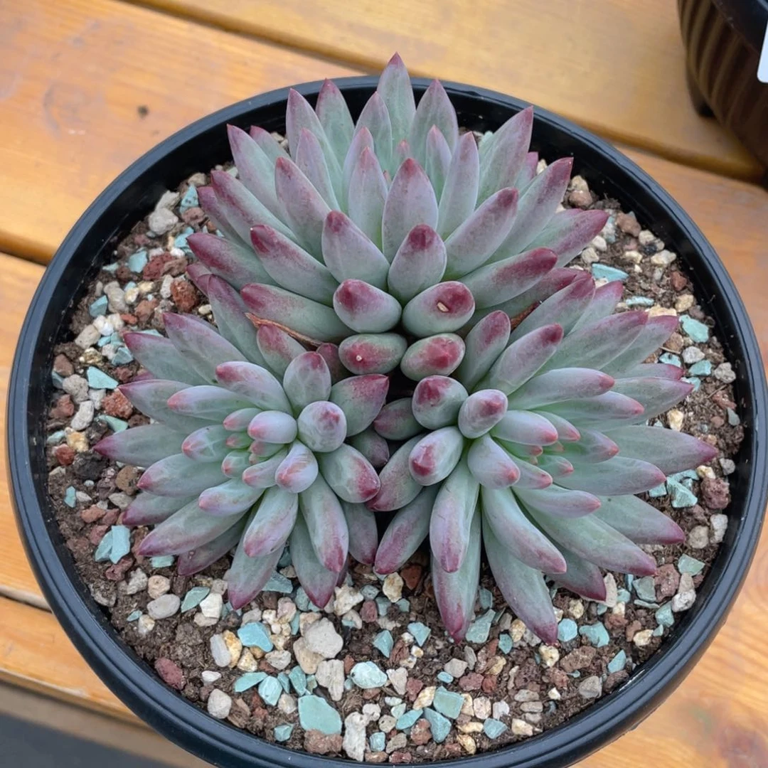 527-11-2 百媚生。。。。。。