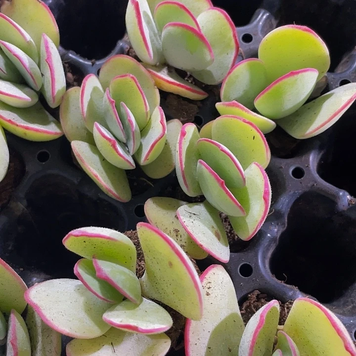 小白眉2.8带土发