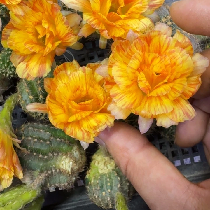 216丽花19歪3公分左右无根侧牙，20包邮