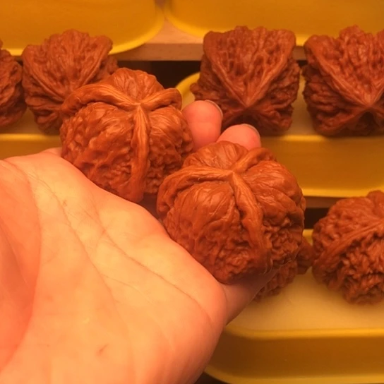 高***生核桃核桃核桃核桃核桃核桃