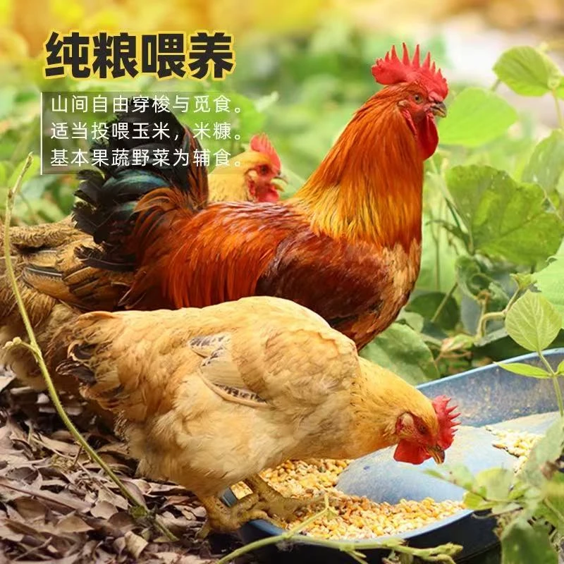 广西马山散养土鸡玉米粮食喂养土鸡顺丰包邮