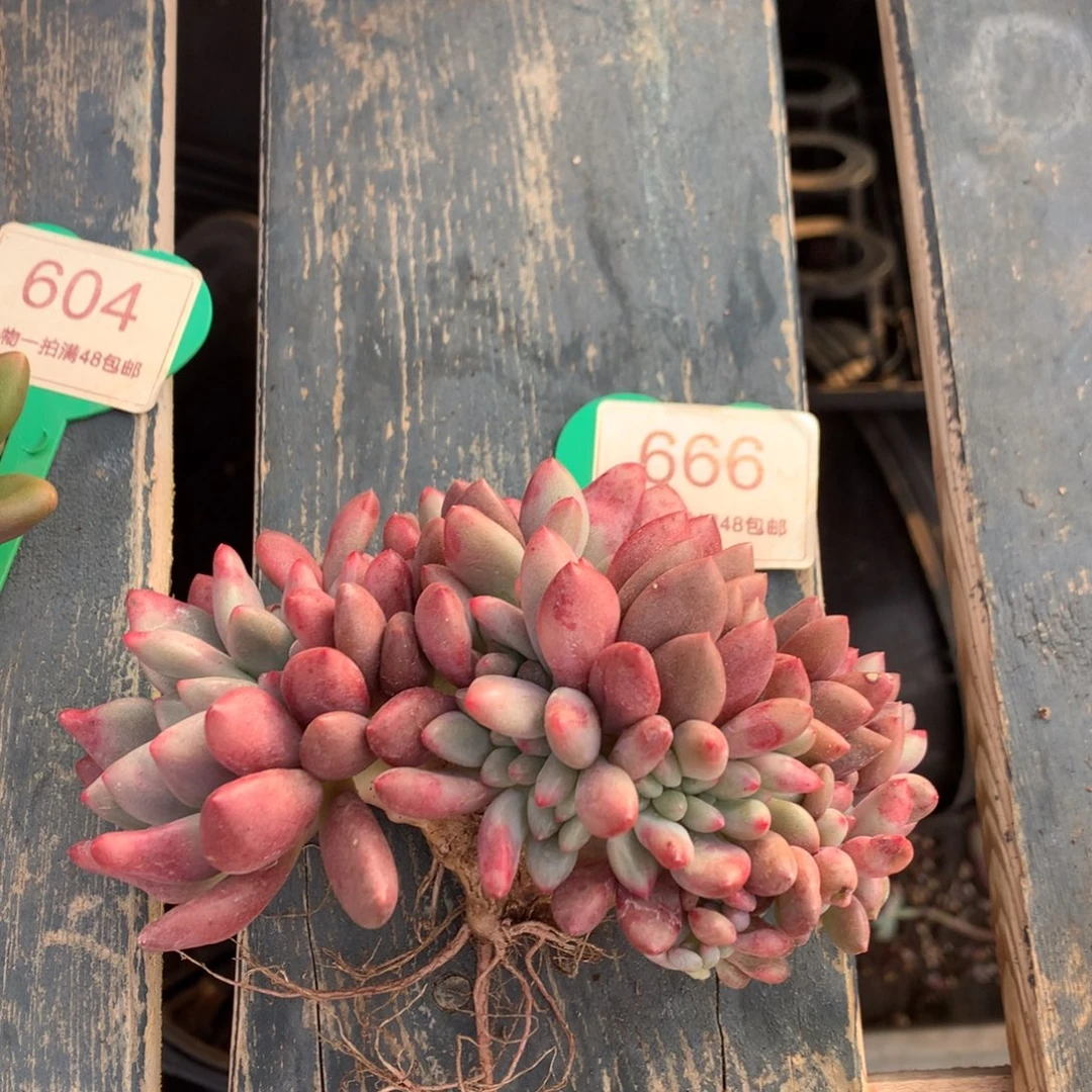 桃花源缀化微瑕疵开播福利666