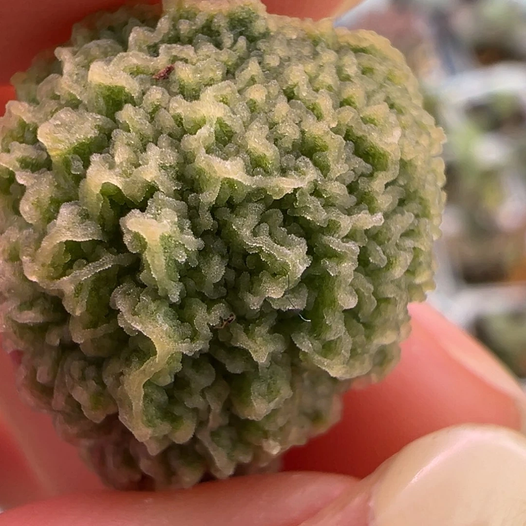 盲盒叶子冰感拉丝纹