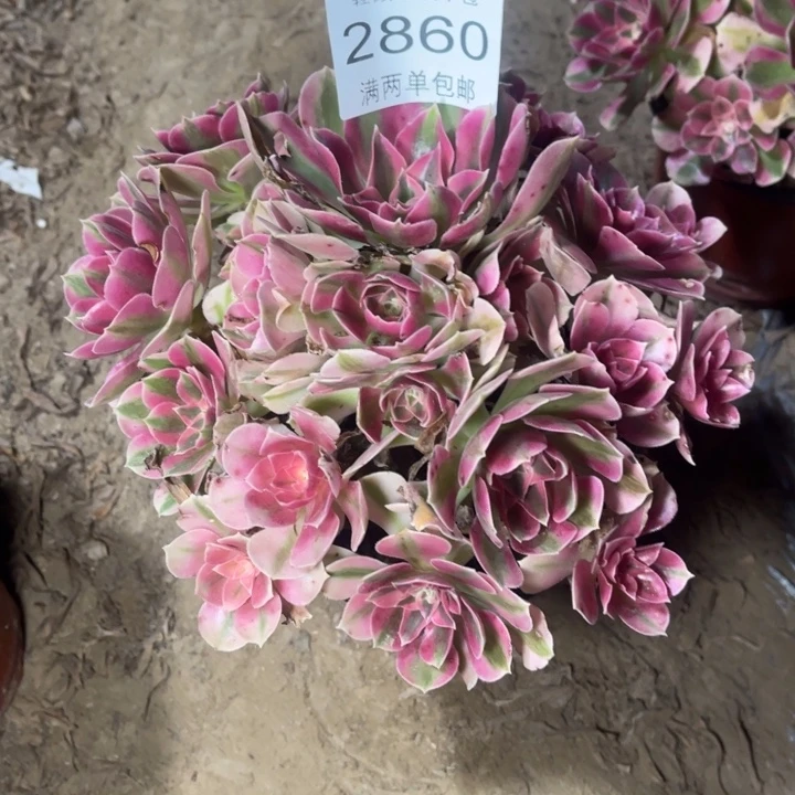 2860女巫的的的人多