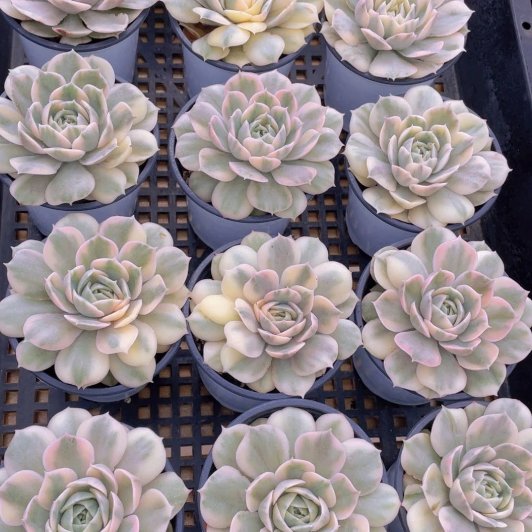 量拍55号 昂斯诺锦大单头一个