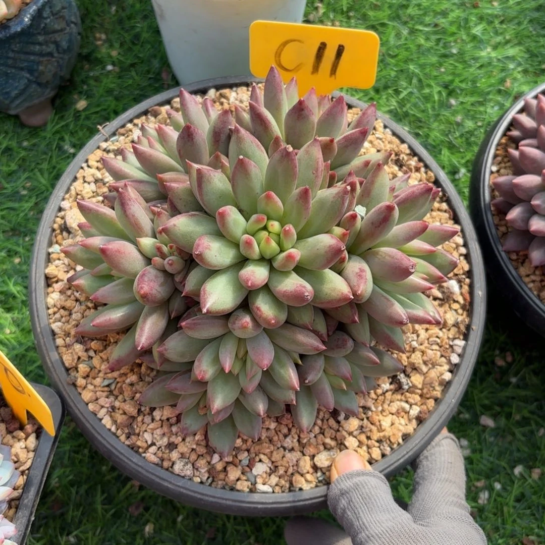 二代虞美人88888888888888