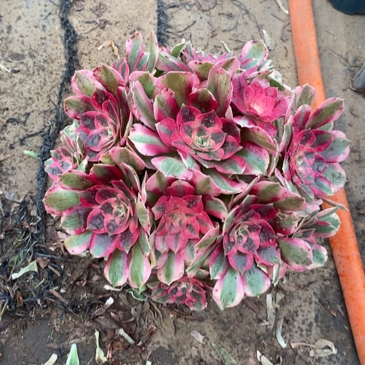 粉女郎26多肉植物法师法师