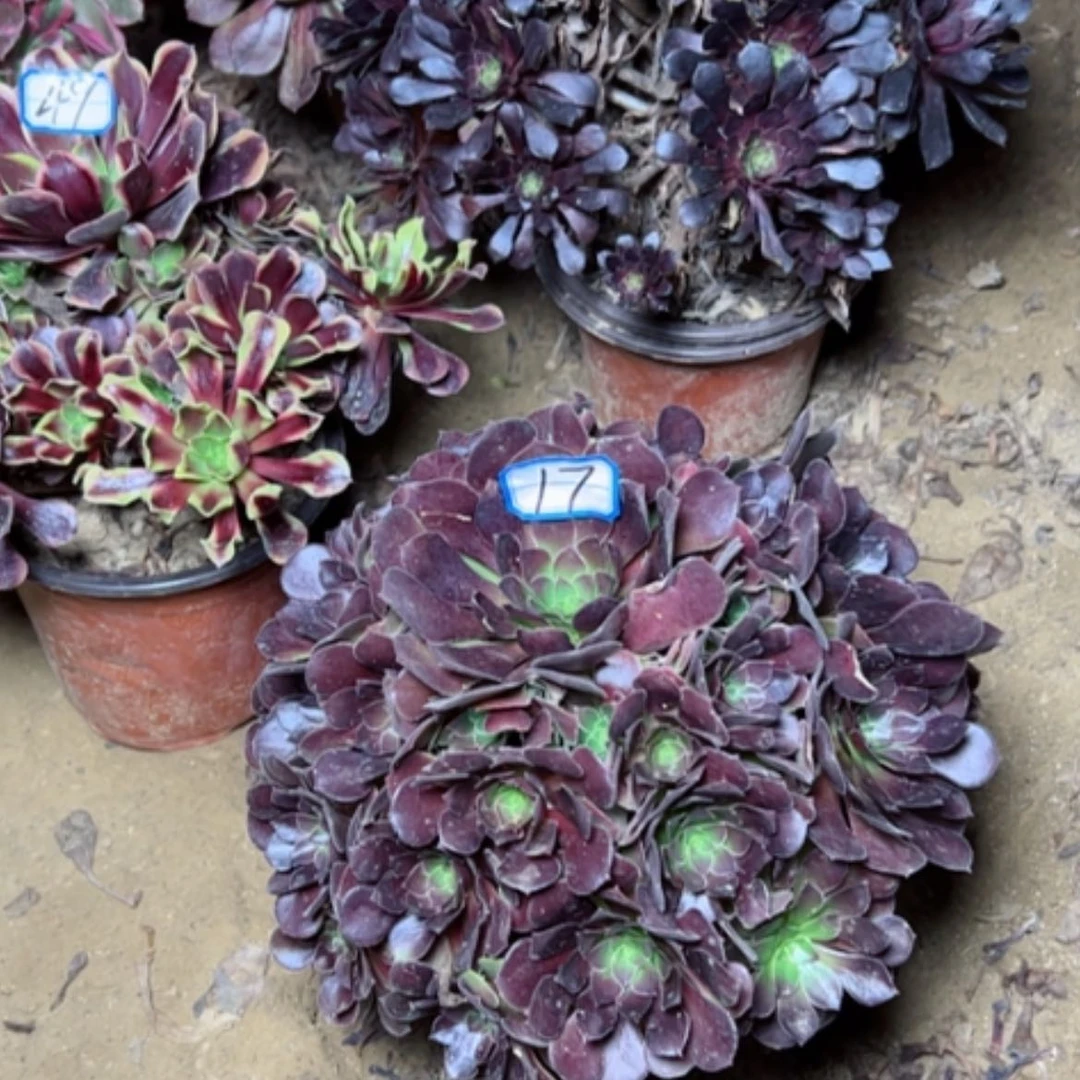 【闪购商品】何兰17