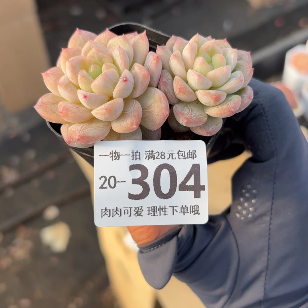 优选珍妮无盆土发货