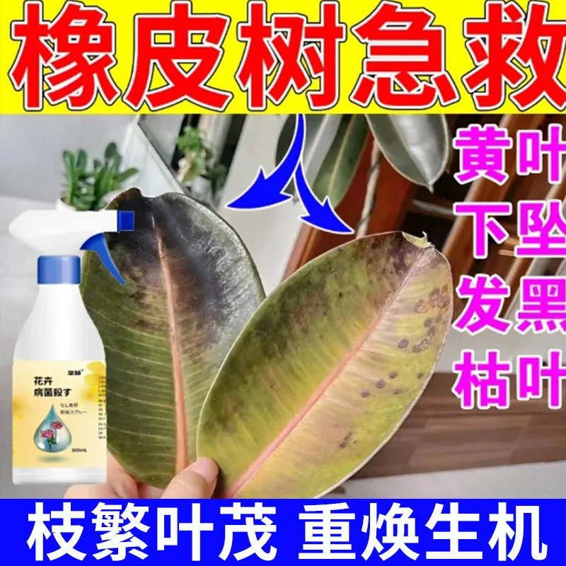 橡皮树炭疽病病害清专用肥料防叶子锈斑免稀释营养液促生长叶面肥