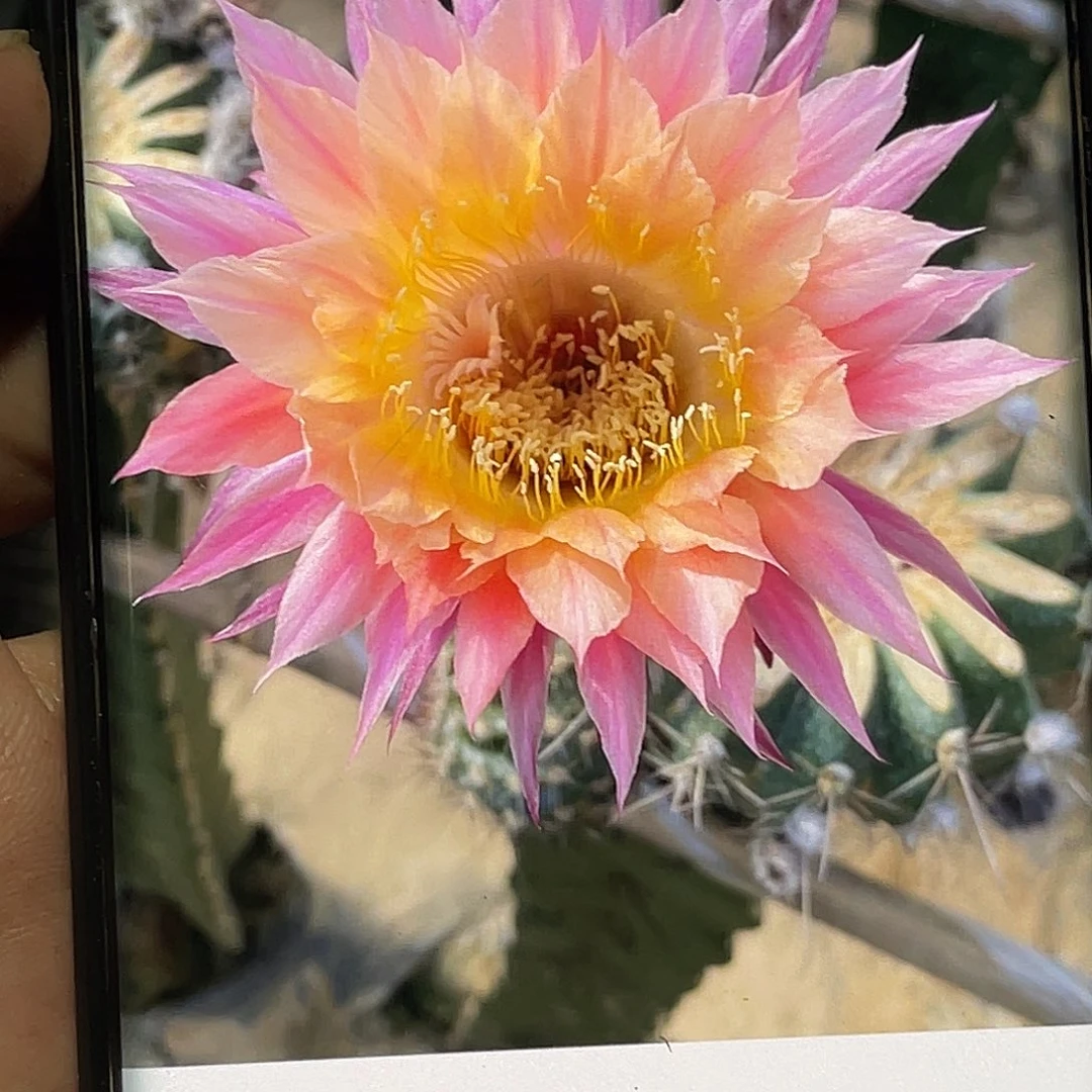 彩 太阳神侧芽 歪 满20包邮5公分