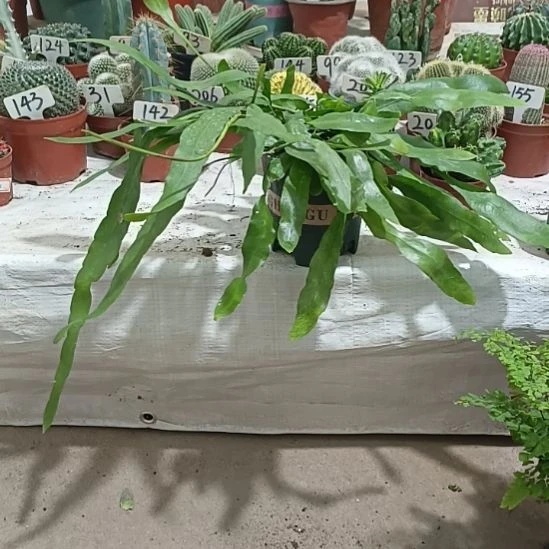 双***木小叶昙花  ，，，     ，