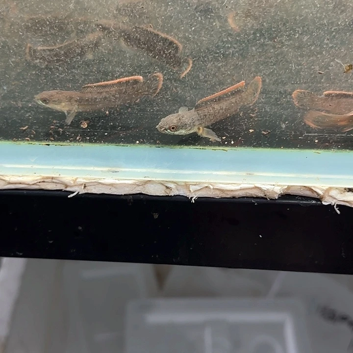 雷龙林巴塔11111111