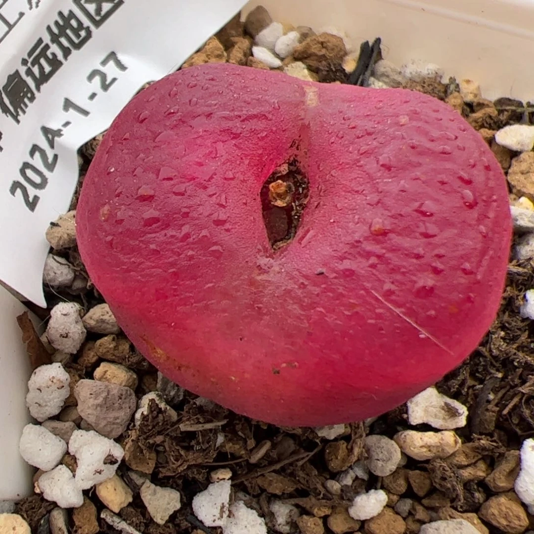 0520号蟠桃 多肉植物