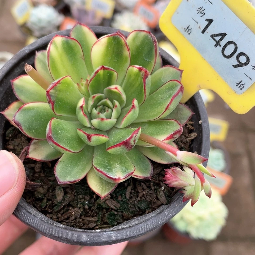 【闪购商品】1409号